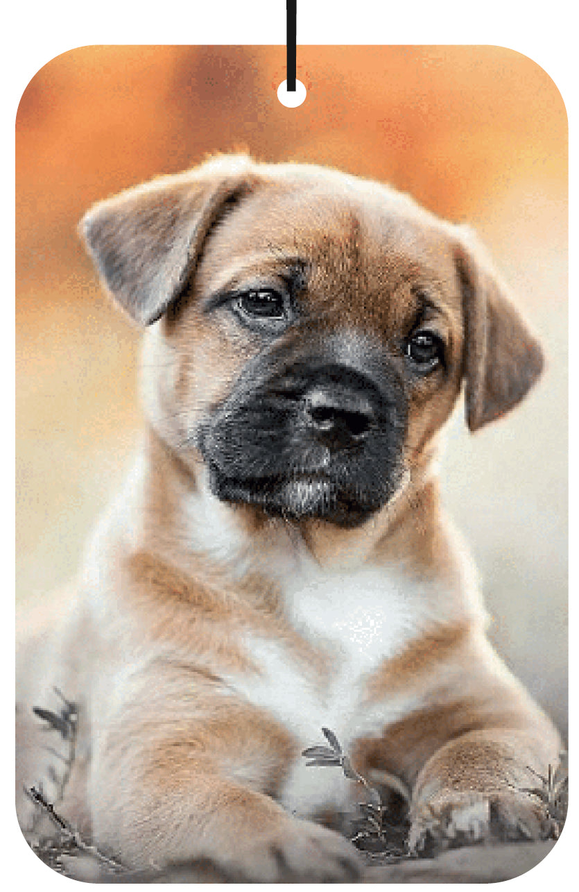 Puppy-themed Air Freshener Wholesale Box (15 pcs)