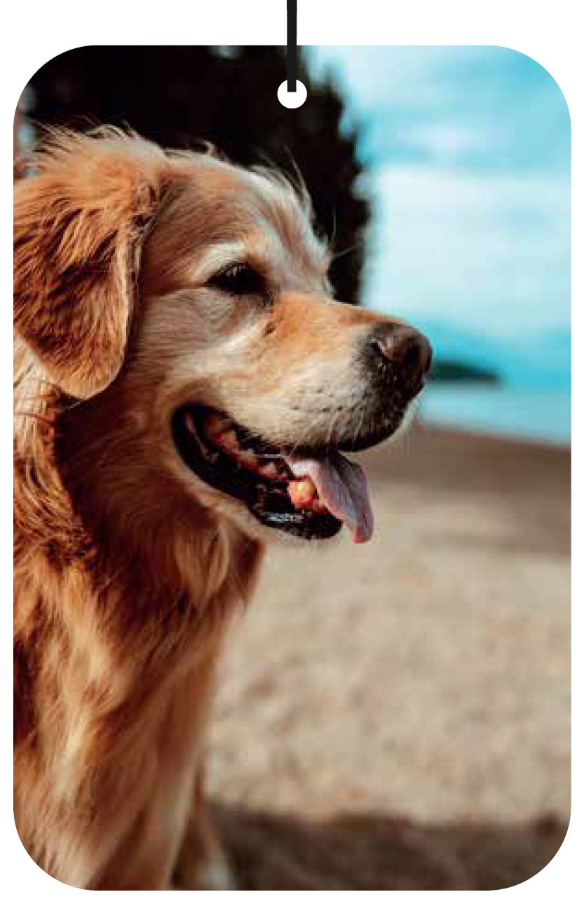 Golden Retriever Dog Air Freshener Wholesale Box (15 pcs)
