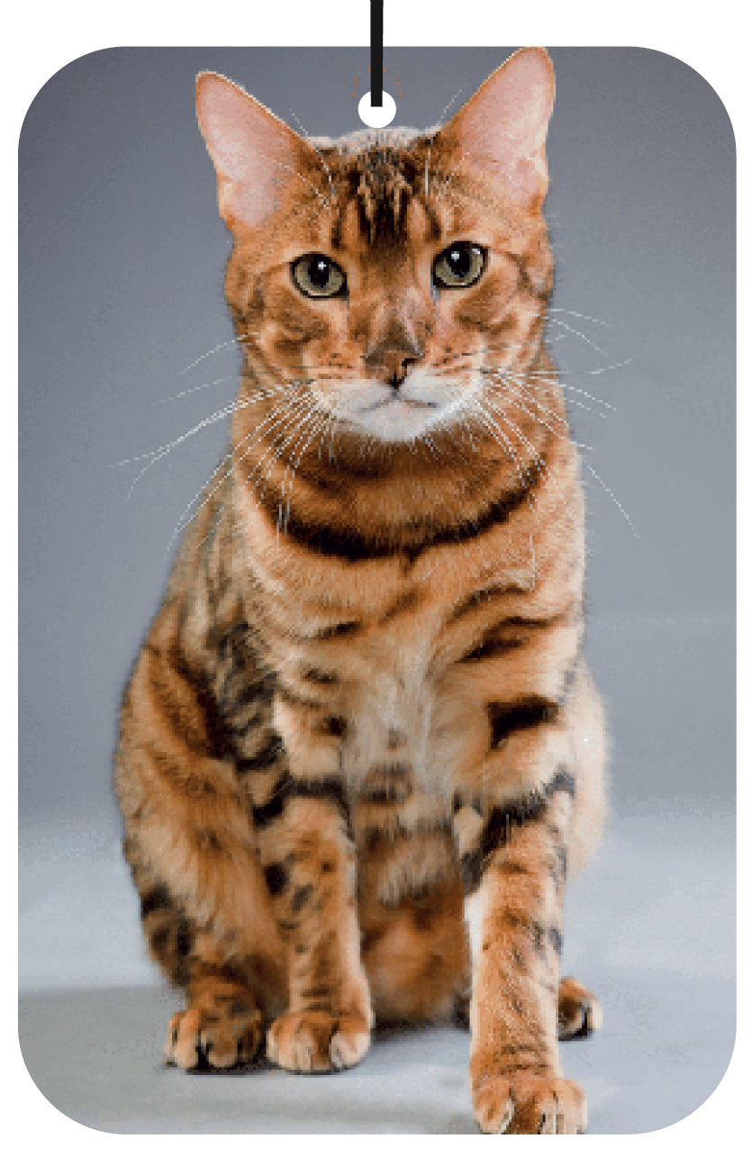 Cat-themed Air Freshener Wholesale Box (15 pcs)